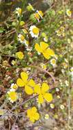 Imagem de Eschscholzia ramosa (Greene) Greene