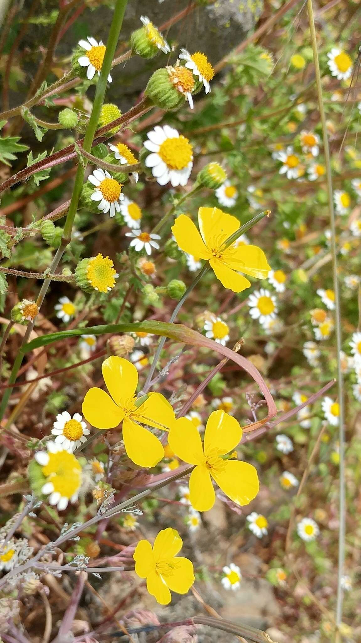 Imagem de Eschscholzia ramosa (Greene) Greene