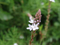 Imagem de Verbena carolina L.