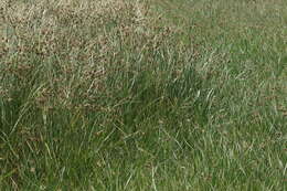 Image of tuberous bulrush