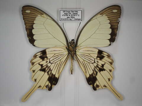 Image of <i>Papilio <i>dardanus</i></i> dardanus