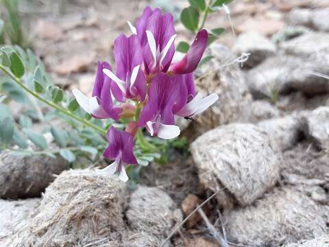 Image of Egg Milkvetch