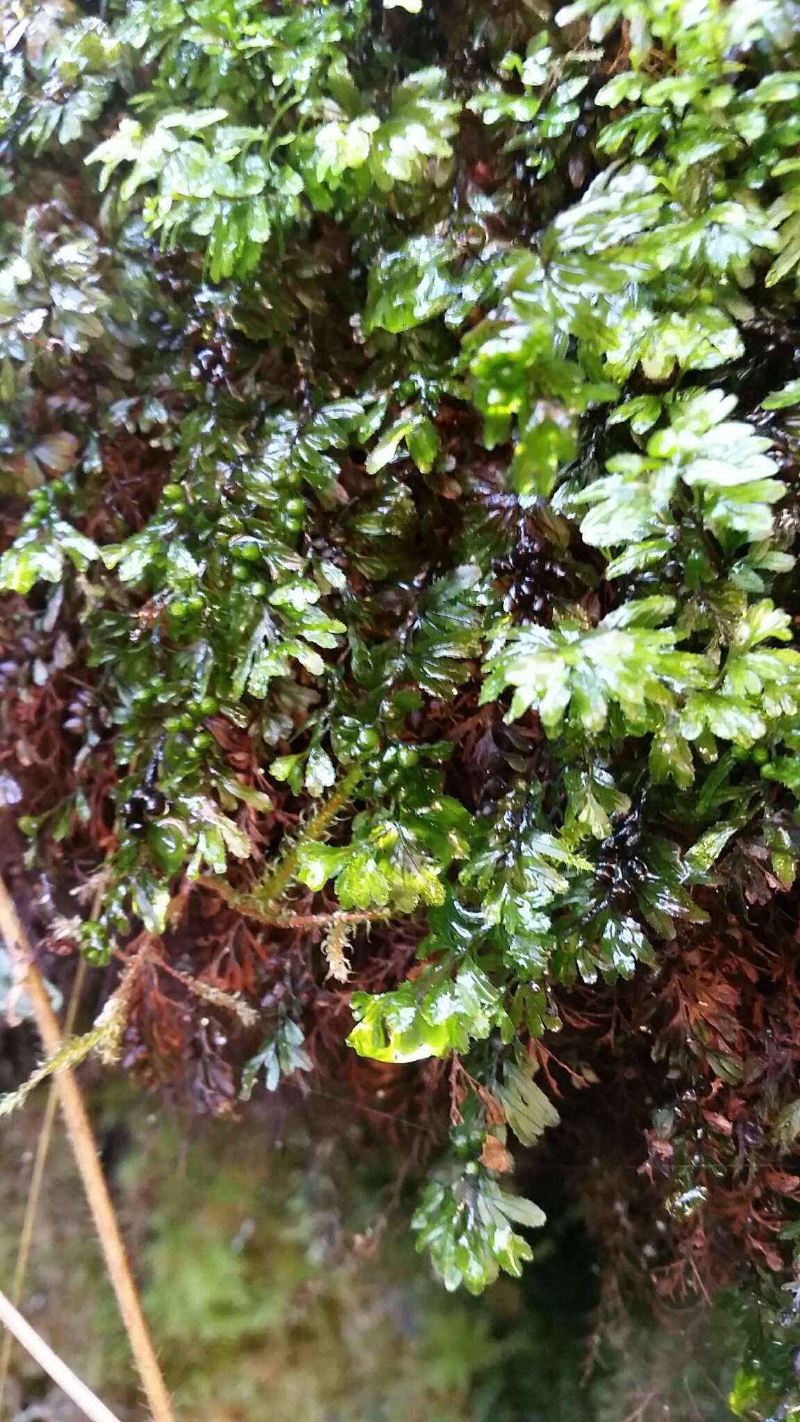 Image of Hymenophyllum wilsonii Hook.