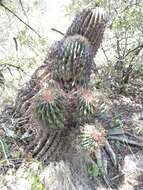 Image of Emory's barrel cactus