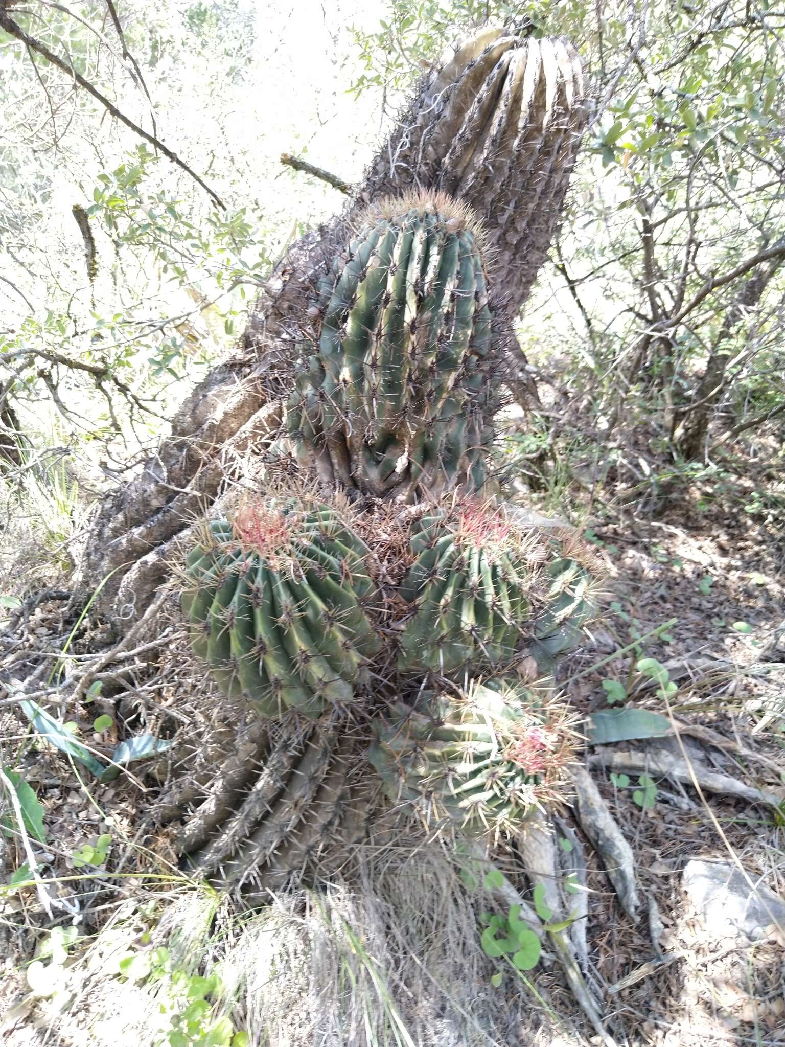 Image of Emory's barrel cactus