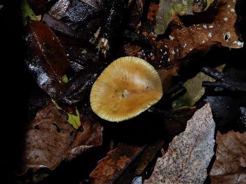 Image of Psilocybe makarorae P. R. Johnst. & P. K. Buchanan 1995