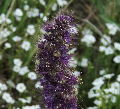 Image of silky phacelia