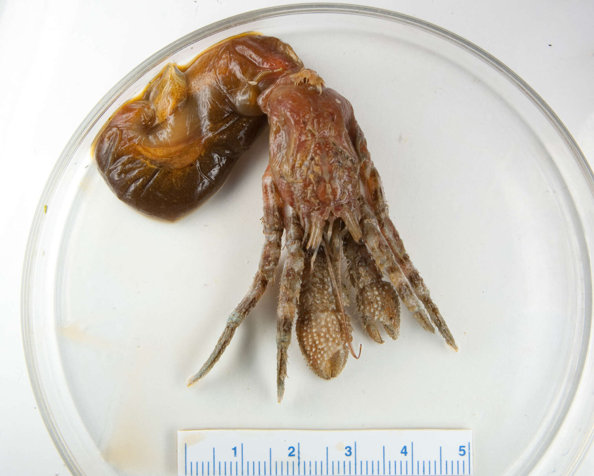 Image of bowed hermit crab