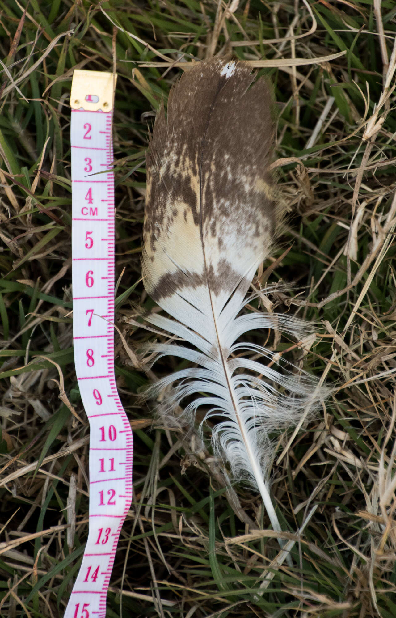 Image of Eastern Grass Owl