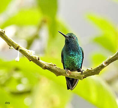 Image of Western Emerald