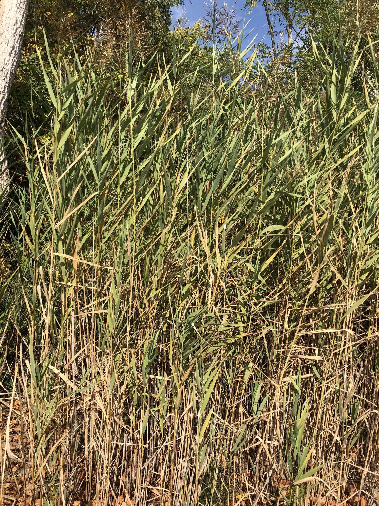 Image of Phragmites australis subsp. australis