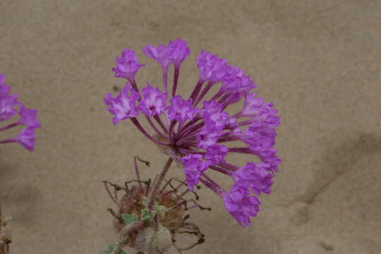 Image of large-fruited sand verbena