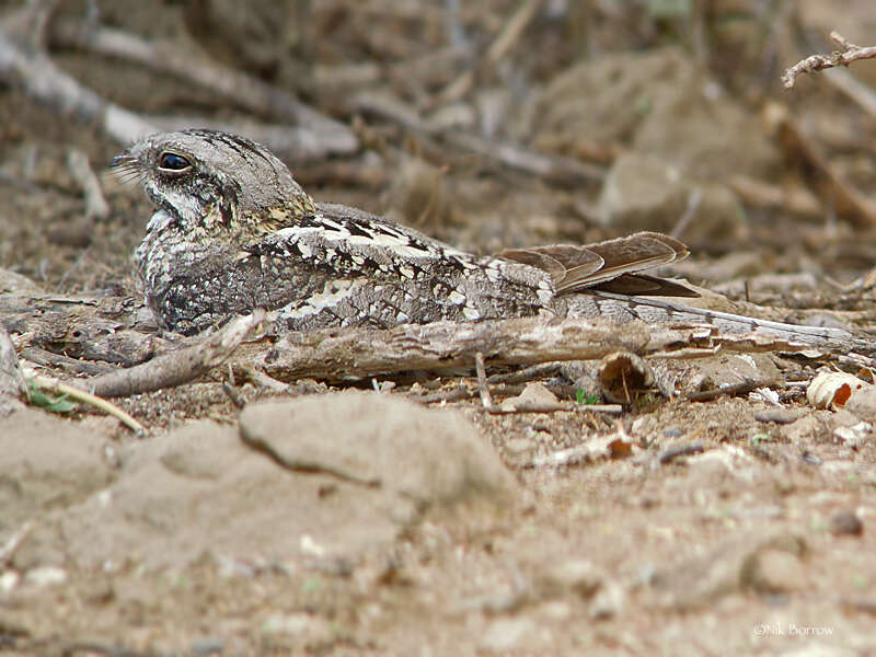 Image of Slender-tailed Nightjar