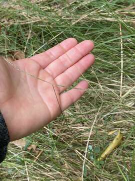 Image of Enteropogon unispiceus (F. Muell.) Clayton