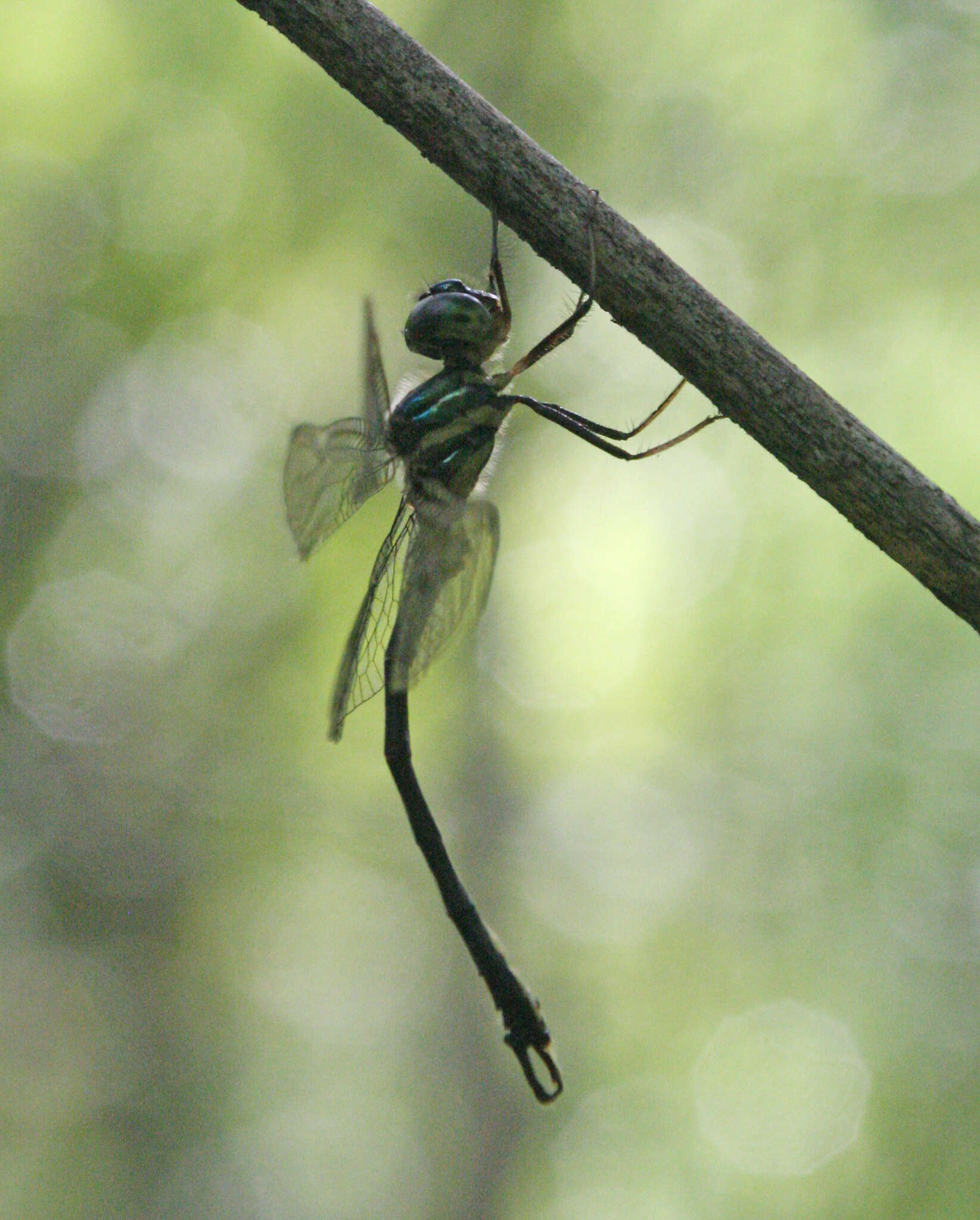 Image of <i>Idionyx thailandica</i>