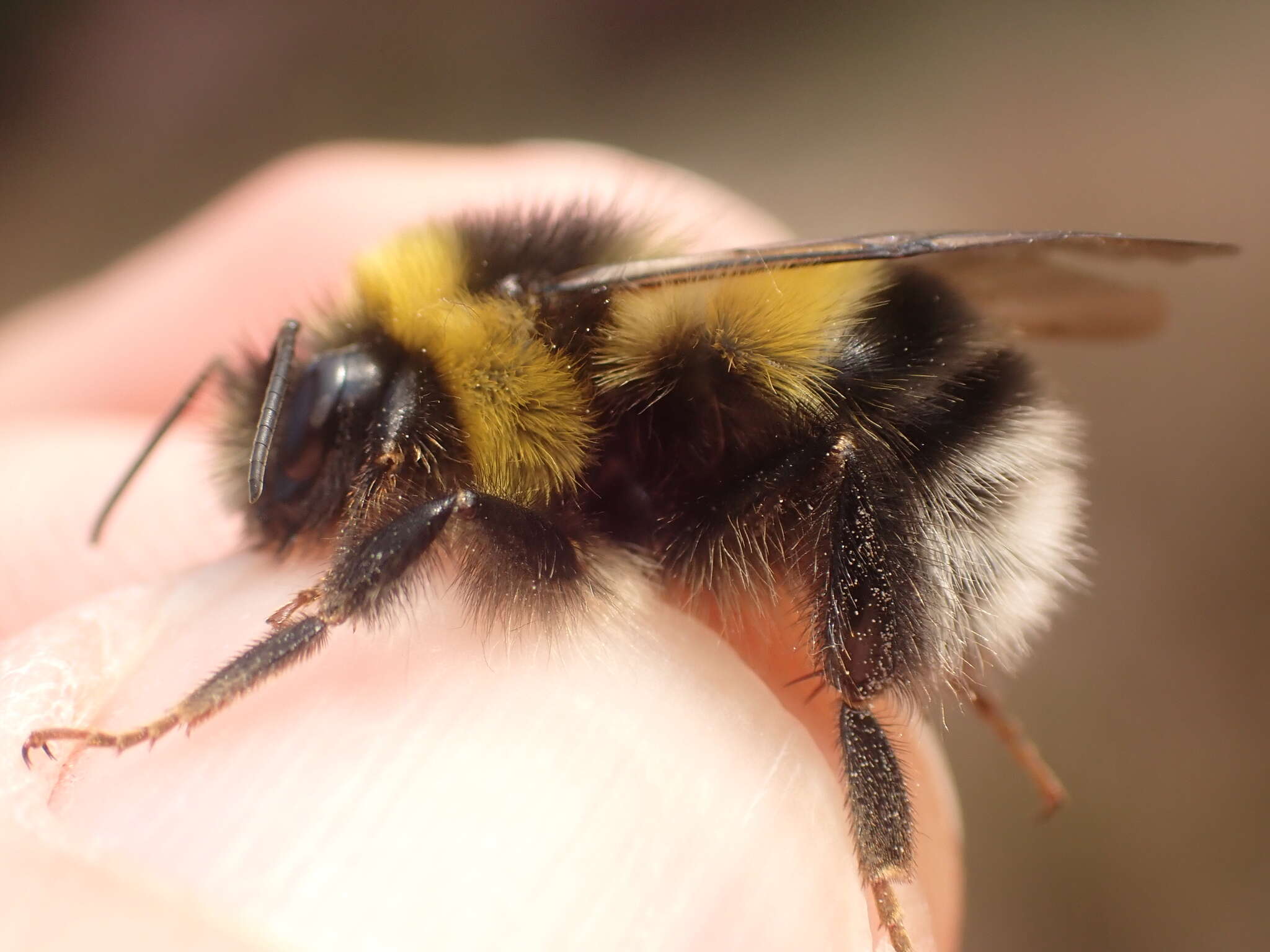 Image of Bombus magnus Vogt 1911