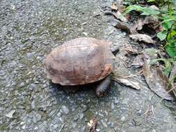 Image of Spiny turtle