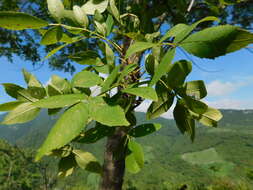 Image of Fraxinus purpusii Brandegee