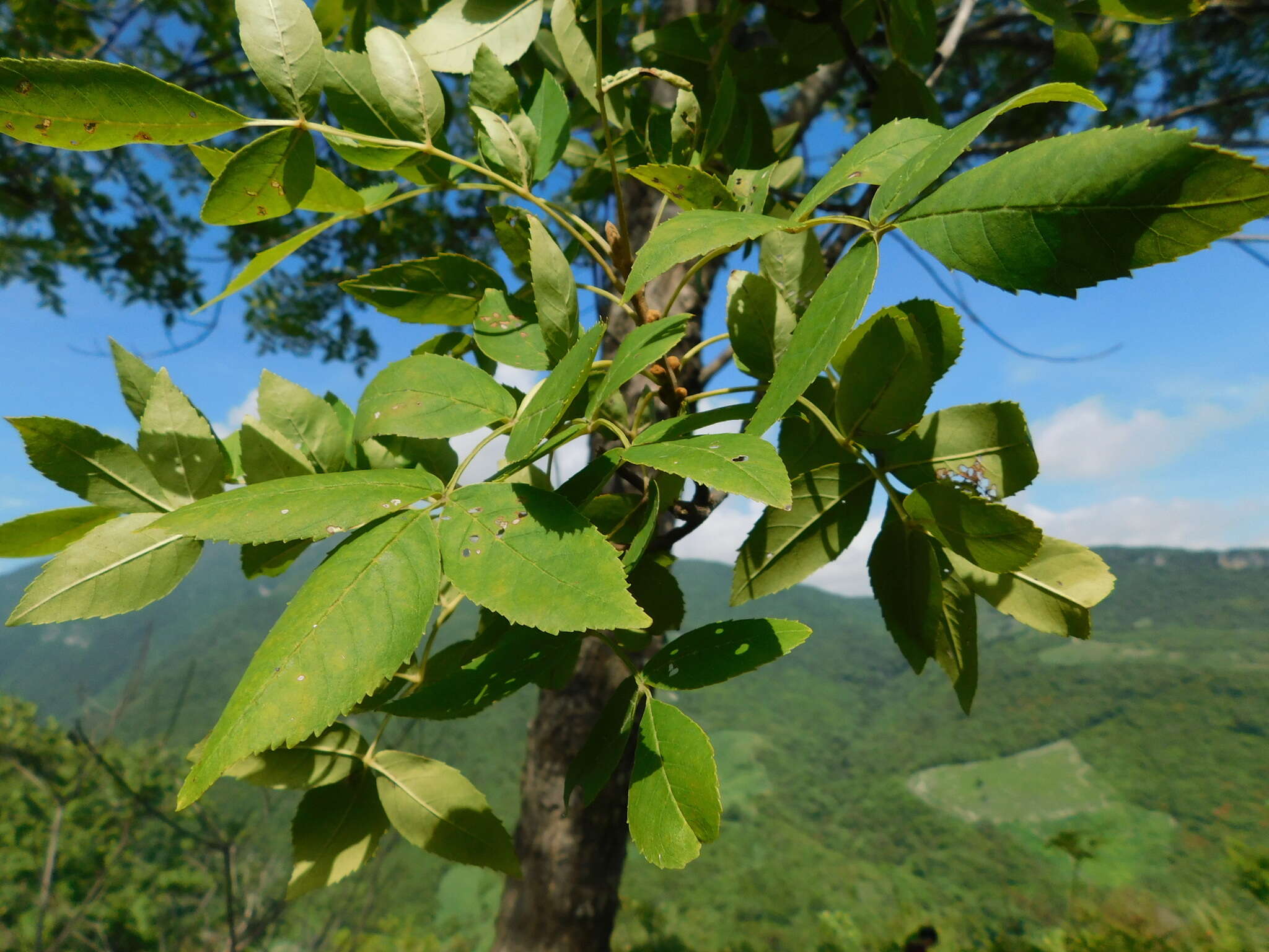 Image of Fraxinus purpusii Brandegee