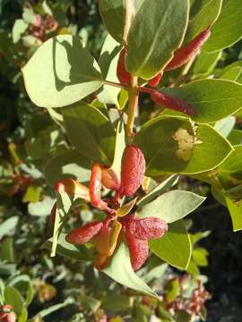 Image of Manzanita Leaf Gall Aphid