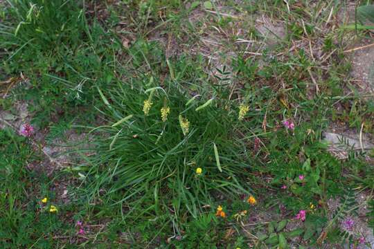 Image of Plantago maritima subsp. serpentina (All.) Arcangeli