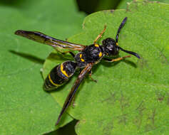 Sivun Symmorphus canadensis (de Saussure 1855) kuva