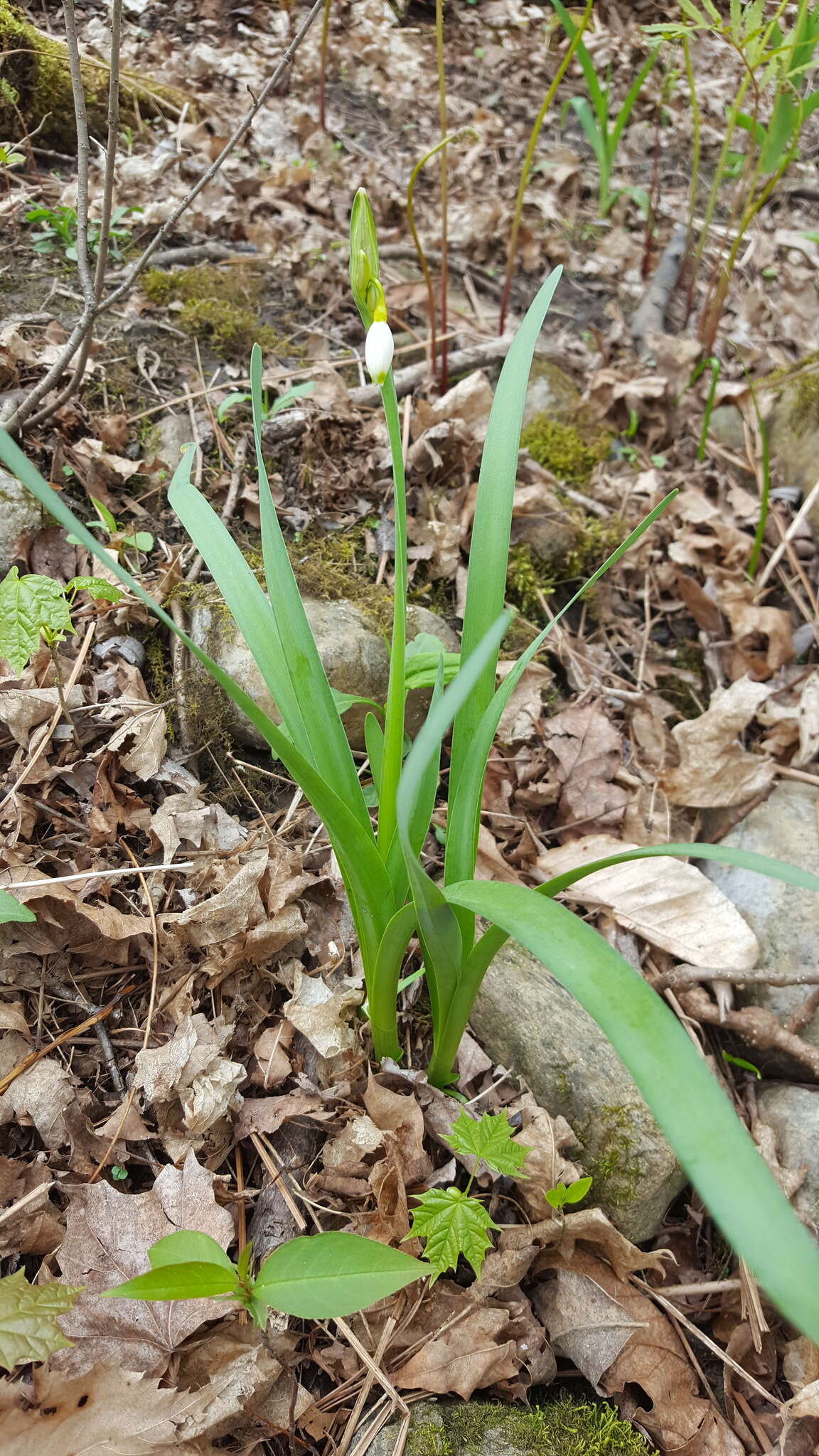 Image of <i>Leucojum <i>aestivum</i></i> subsp. aestivum