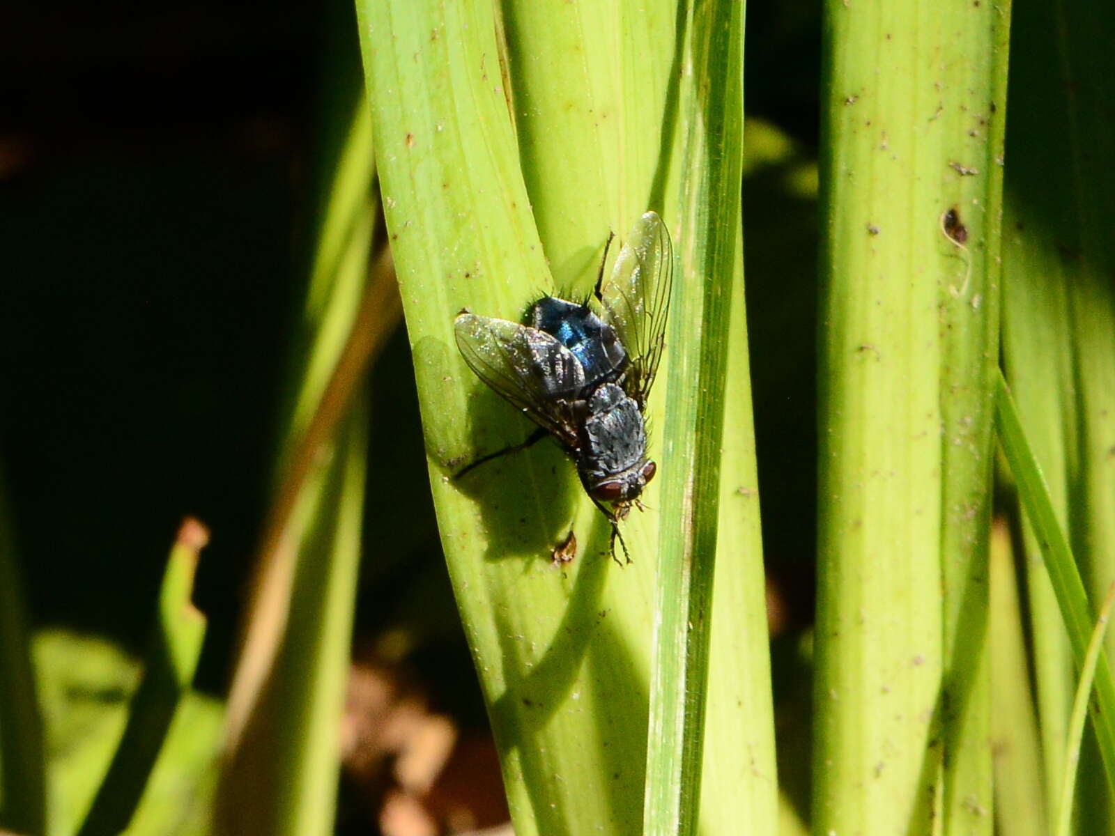 Imagem de Calliphora vicina Robineau-Desvoidy 1830