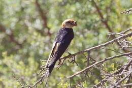 Image de Hirondelle à tête rousse