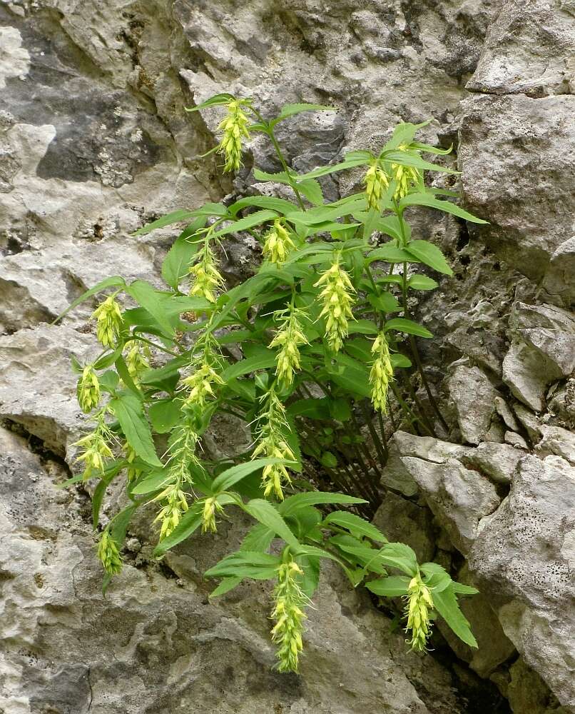 Imagem de Paederota lutea Scop.