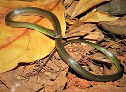 Image of Maryellen's Ground Snake