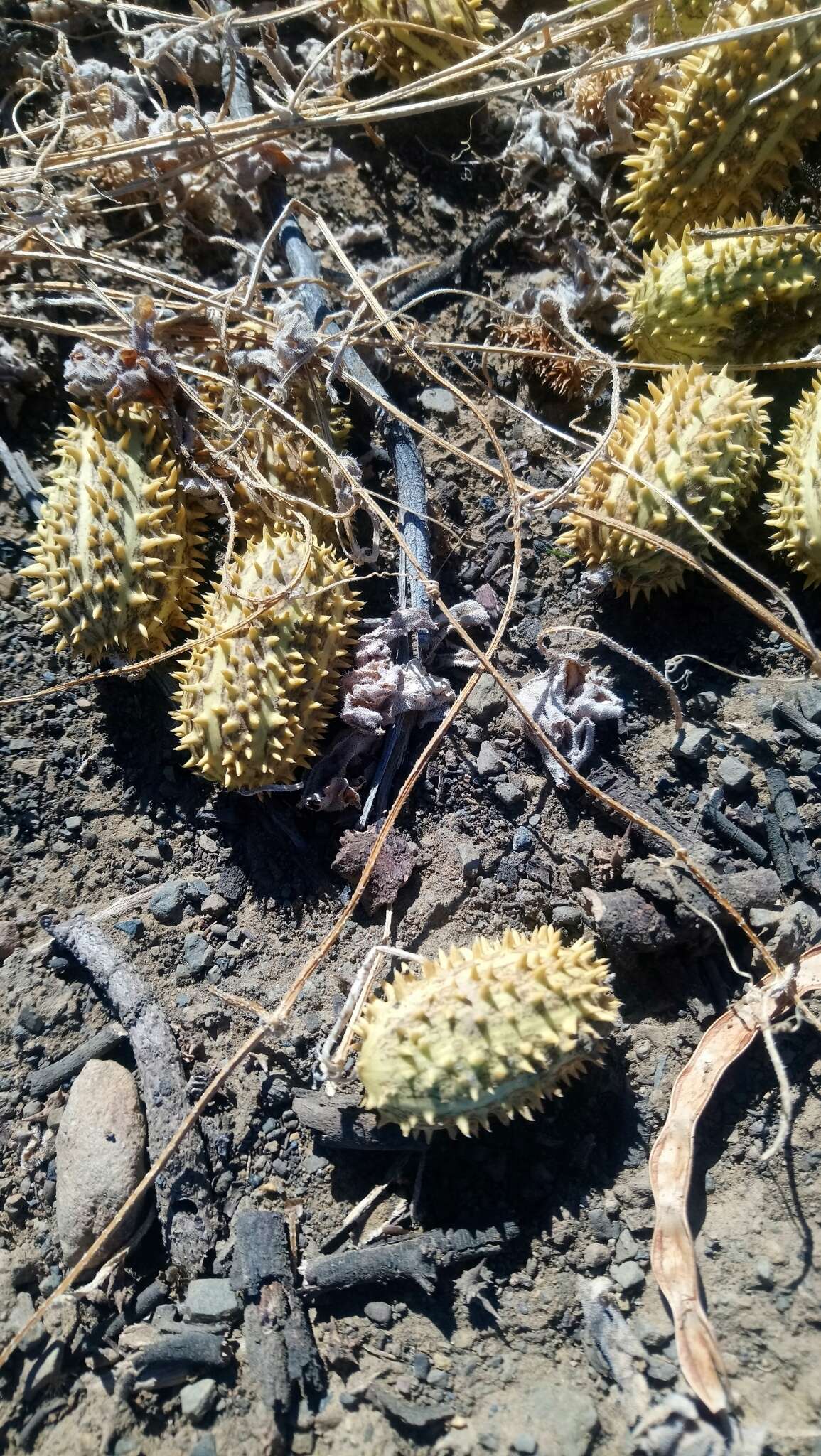 Image of African Wild Cucumber