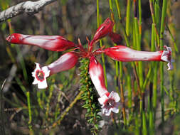 Image of Erica aristata Andr.