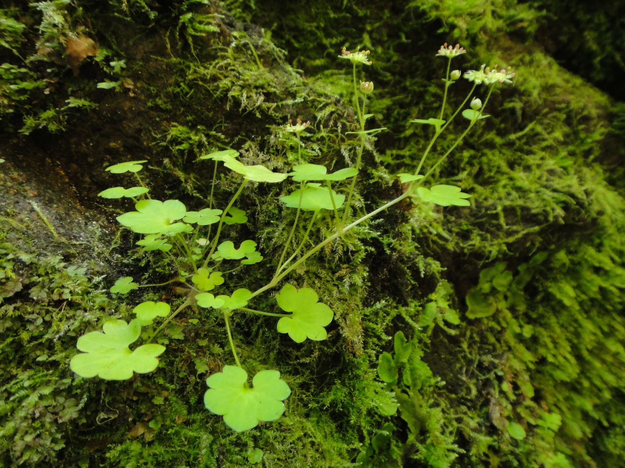 Imagem de Saxifraga paradoxa Sternb.