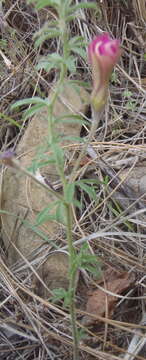 Image de Oxalis hirta var. canescens Knuth