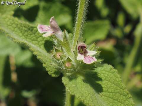 Image of Stachys ehrenbergii Boiss.