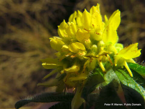 صورة <i>Leobordea corymbosa</i>