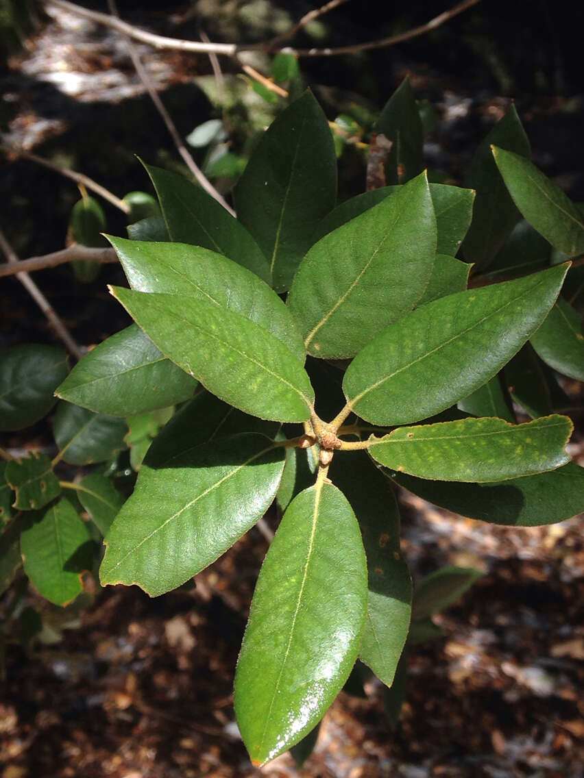 Слика од Quercus chrysolepis Liebm.