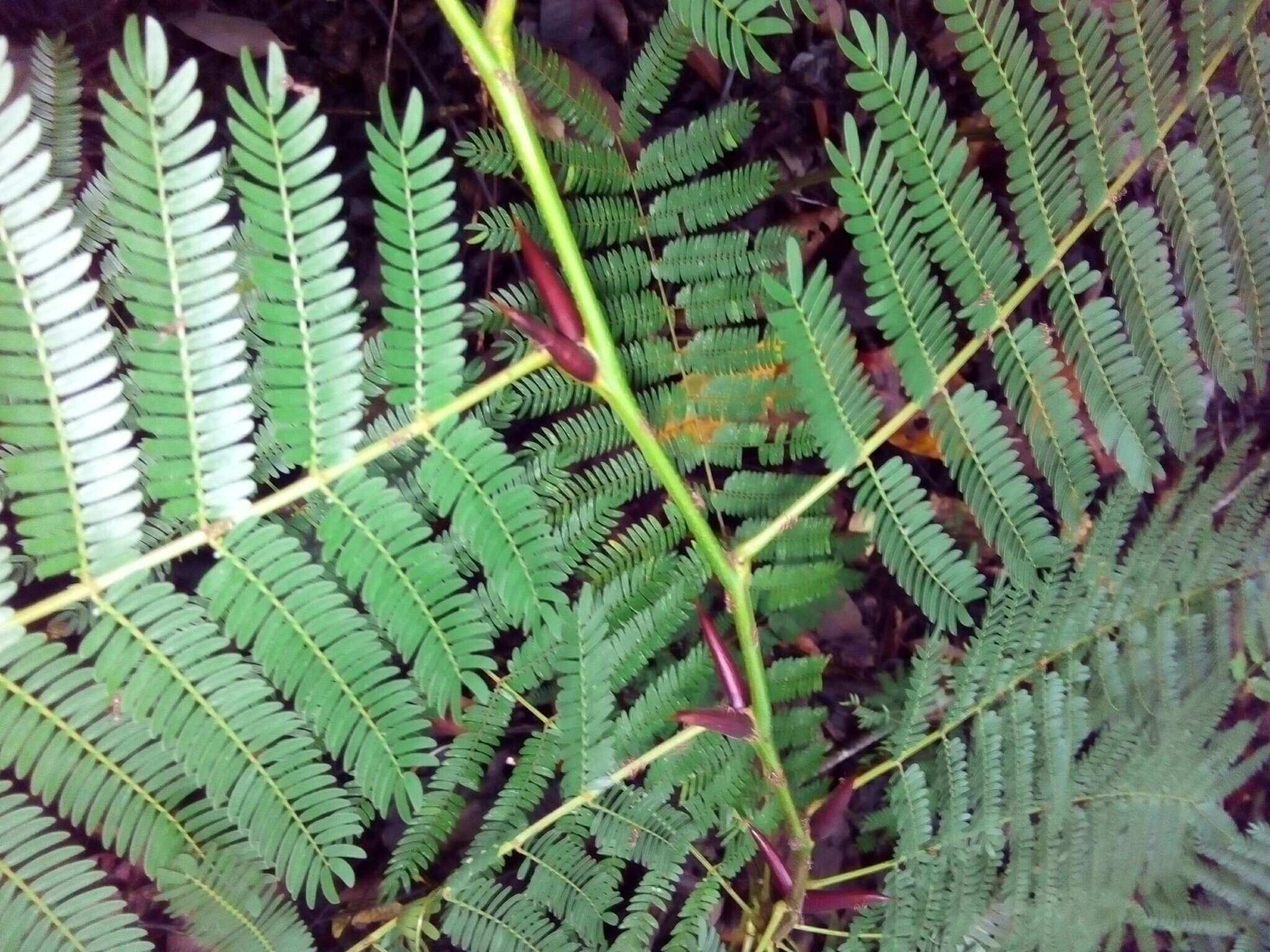 Image of Allen acacia