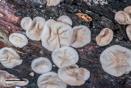 Image of Calyptella totara (G. Cunn.) W. B. Cooke 1961