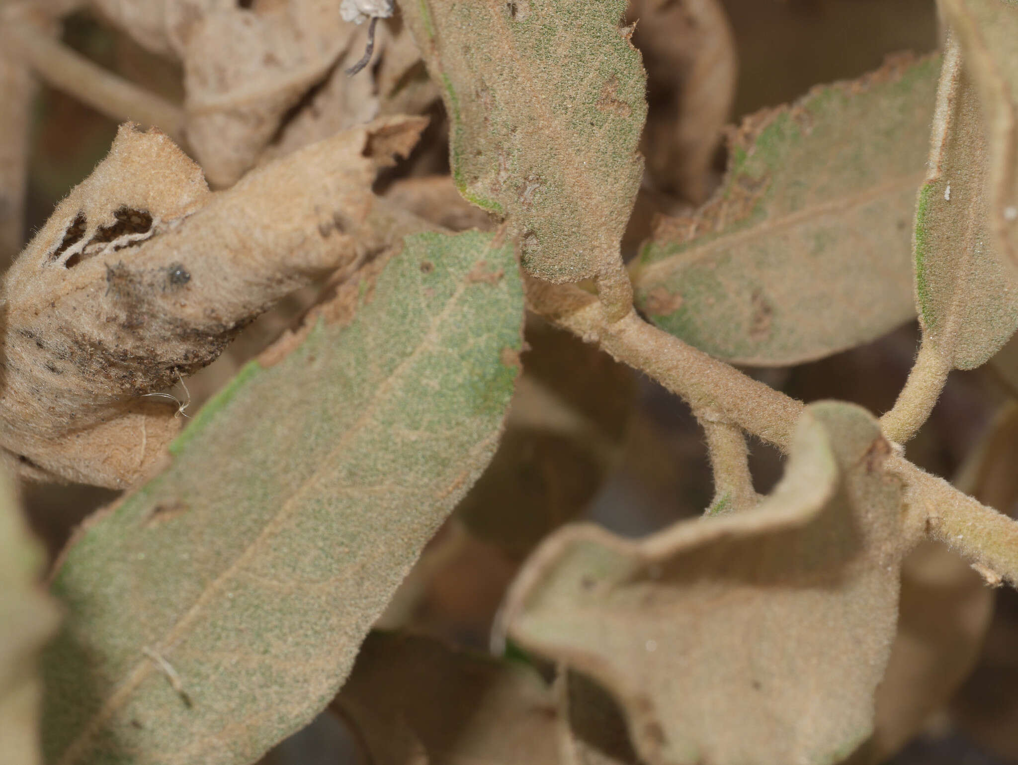 Image of Tessaria fastigiata (Griseb.) A. L. Cabrera