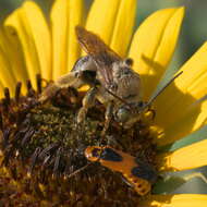 Imagem de Svastra obliqua obliqua (Say 1837)