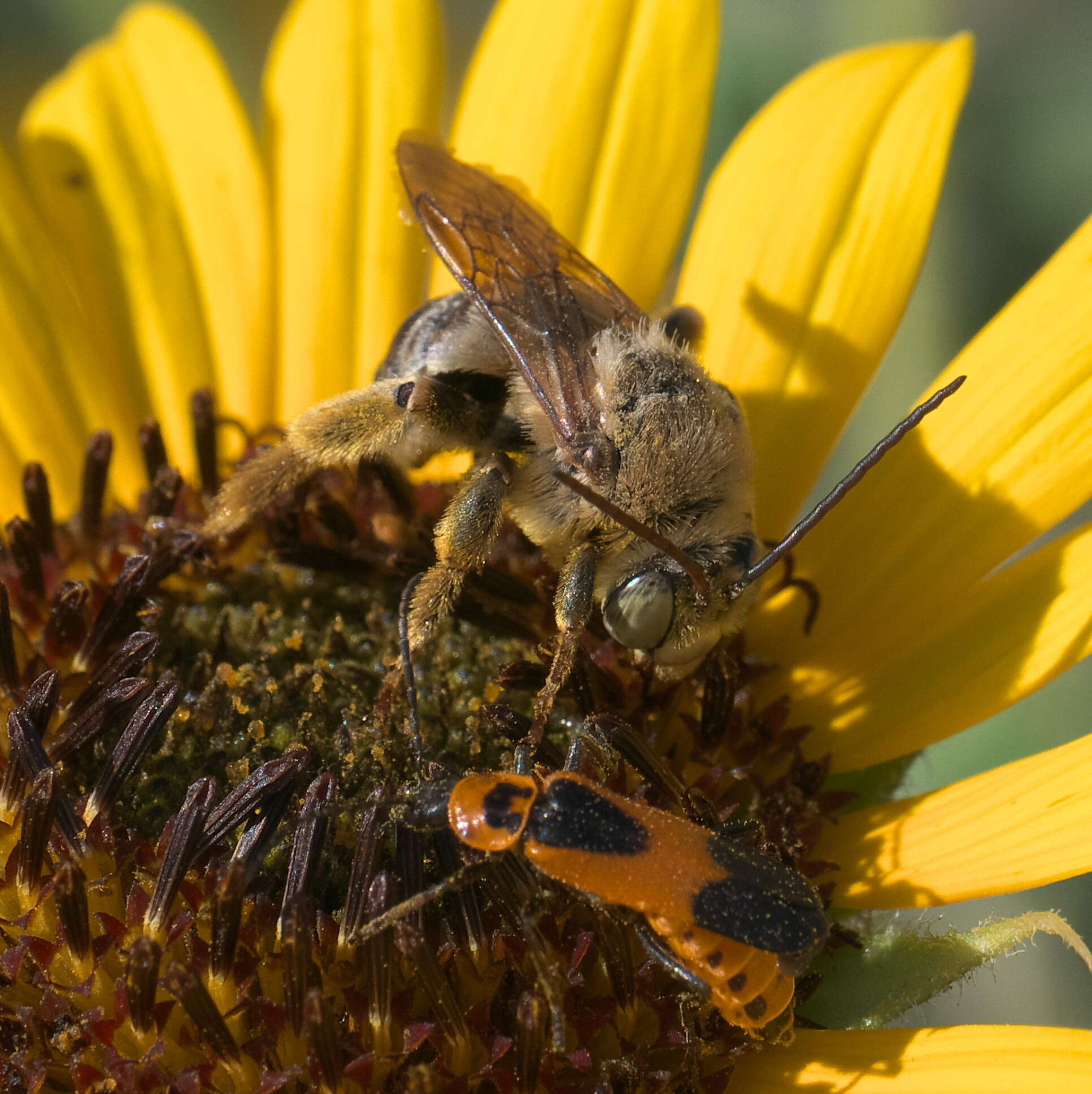 Imagem de Svastra obliqua obliqua (Say 1837)