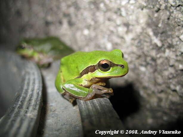 Image of Hyla orientalis Bedriaga 1890