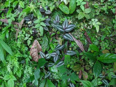 Image de Adiantum nudum A. R. Sm.