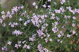 Image of Cyanothamnus coerulescens subsp. coerulescens