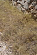 Image of Mediterranean False-brome