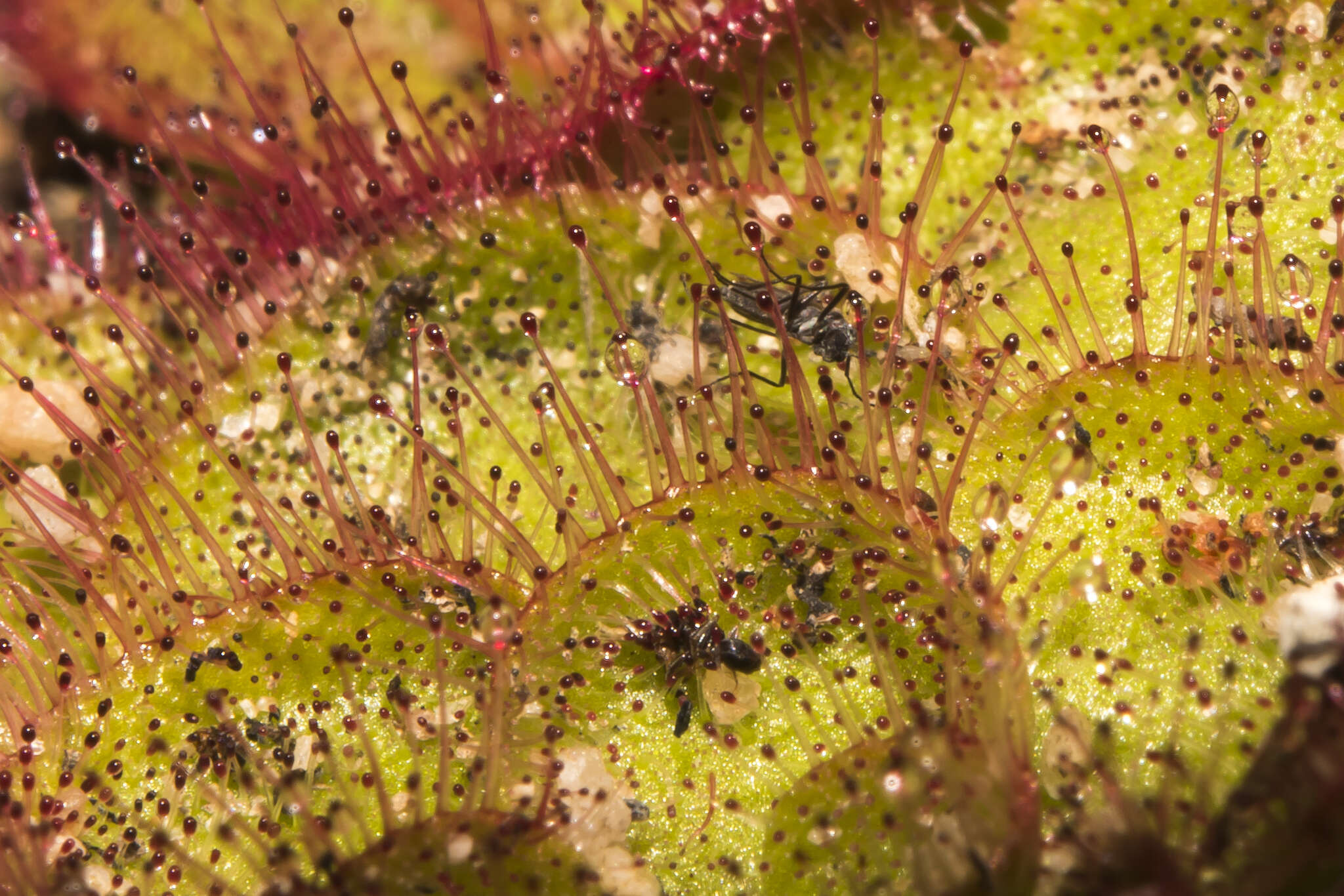 صورة Drosera zonaria Planch.