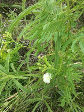 Image de Desmanthus illinoensis (Michx.) MacMill.