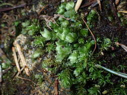 Image of sharpleaf hookeria moss